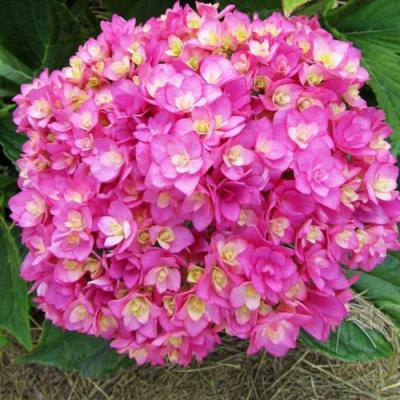 Ремонтантная в Речице