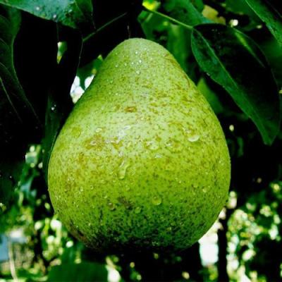 Зеленая в Речице