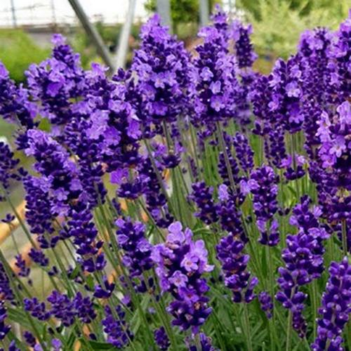 Лаванда ХИДКОТ БЛЮ узколистная в Речице