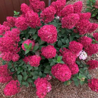 Красная в Речице