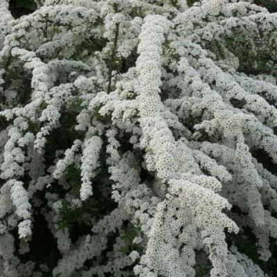 Серая в Речице