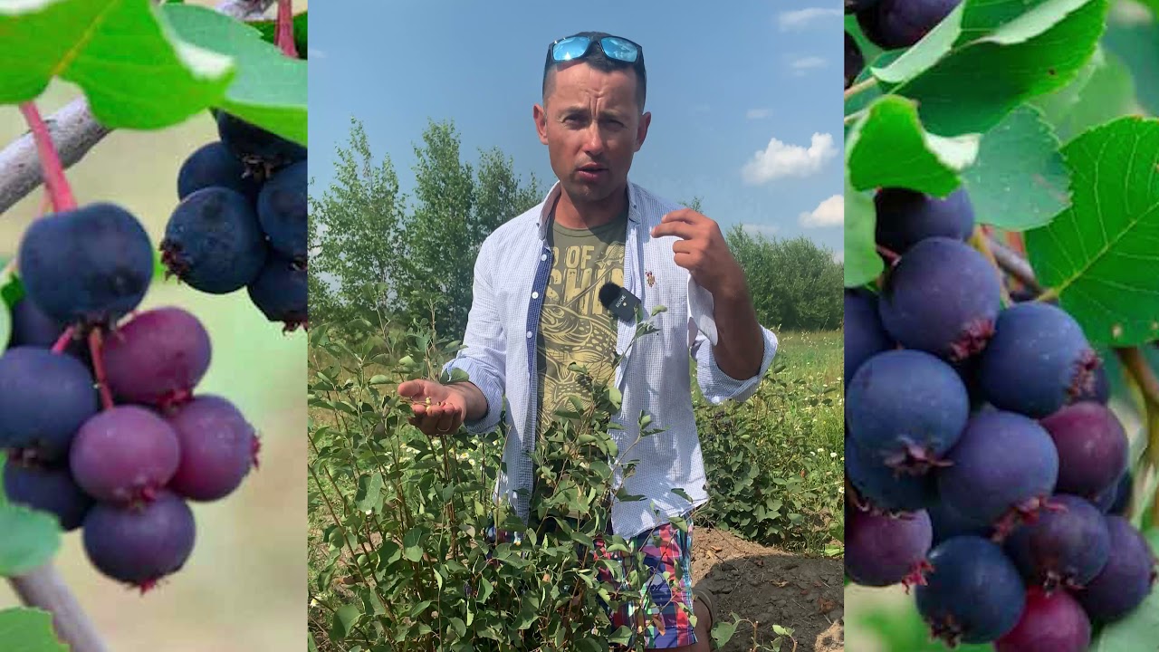 Превью видео