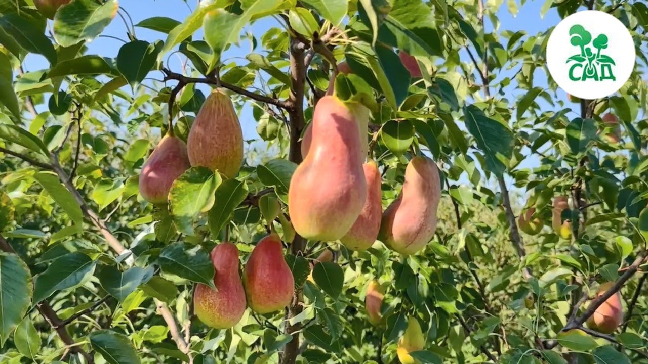 Превью видео