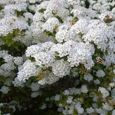 Белая в Речице