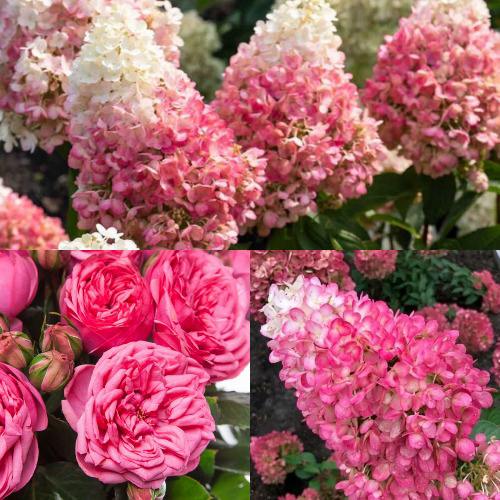 Комплект МАЛИНОВЫЙ ДЕСЕРТ в Речице