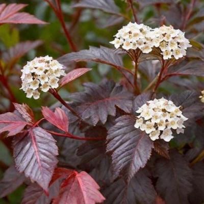 Бордовый в Речице