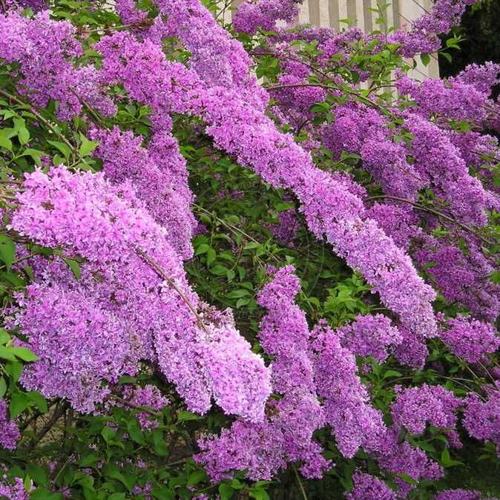 Сирень КИТАЙСКАЯ в Речице