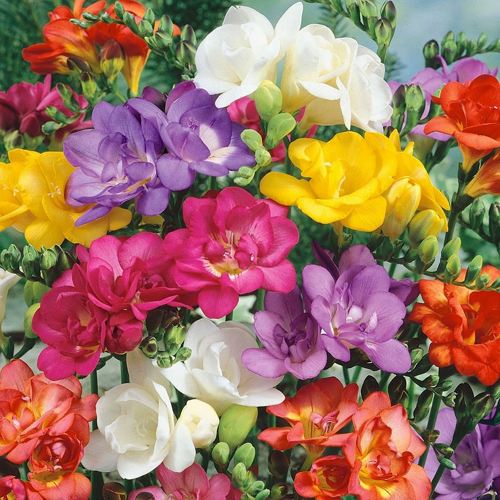 Фрезия СМЕСЬ ОКРАСОК гибридная махровая в Речице
