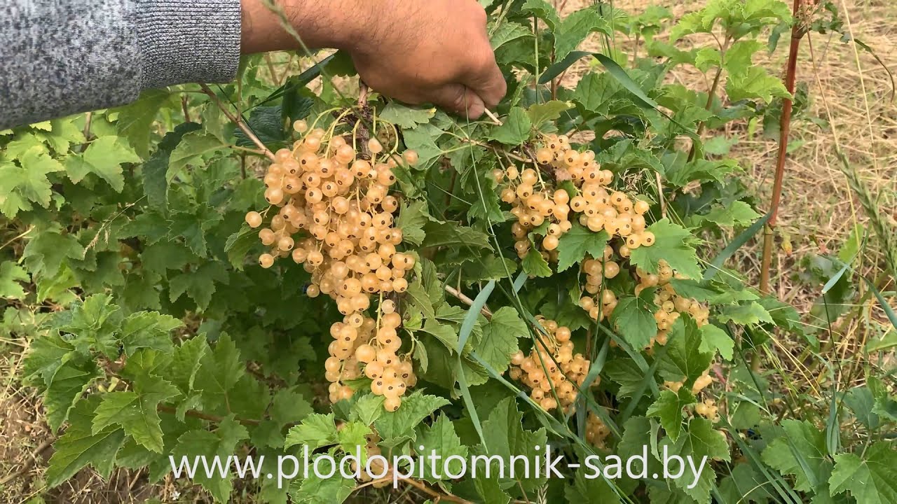 Превью видео