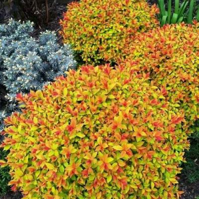 Низкорослая в Речице