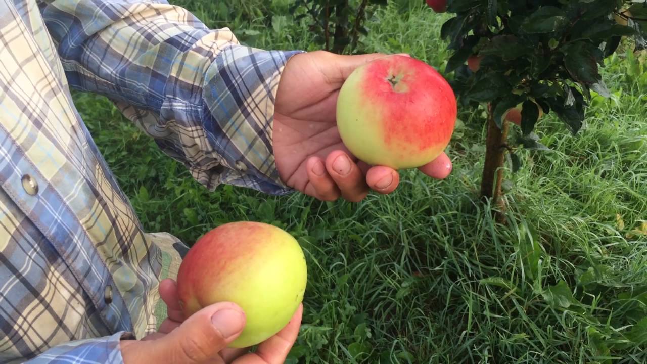 Превью видео