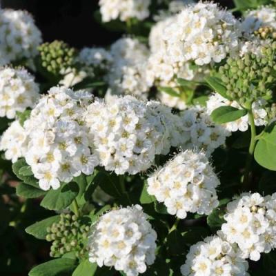 Березолистная в Речице