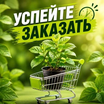 УСПЕЙТЕ ЗАКАЗАТЬ УСПЕЙТЕ ЗАКАЗАТЬ в Речице