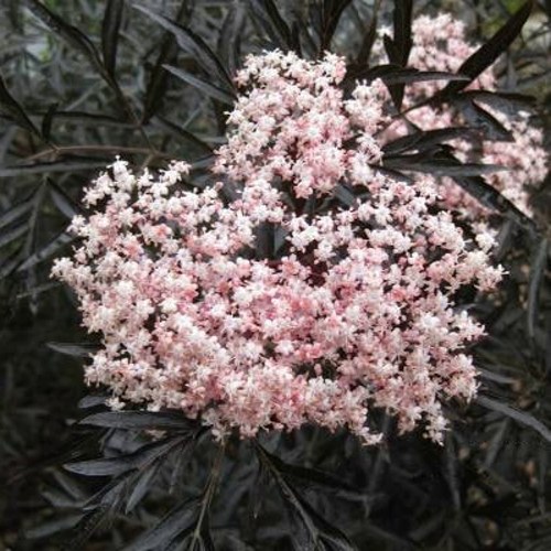 Бузина черная БЛЭК ЛЕЙС ЕВА в Речице