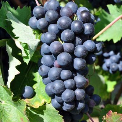 Круглый в Речице