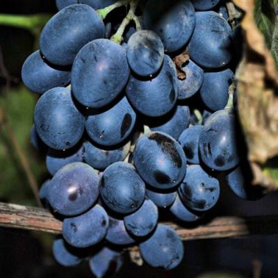 Синий в Речице