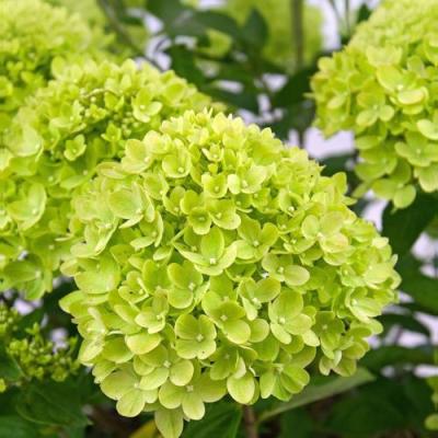 Зеленая в Речице