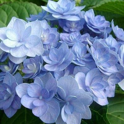 Голубая в Речице