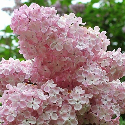 Сирень ВЕЧЕРНИЙ ЗВОН в Речице