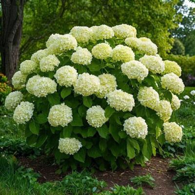 Большие (высокие) в Речице