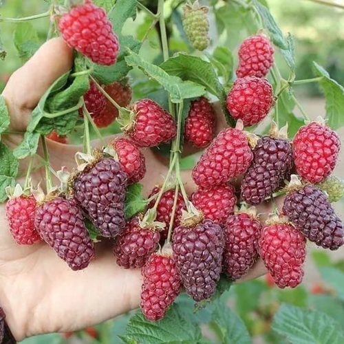 Ежемалина БУКИНГЕМ ТАЙБЕРРИ в Речице