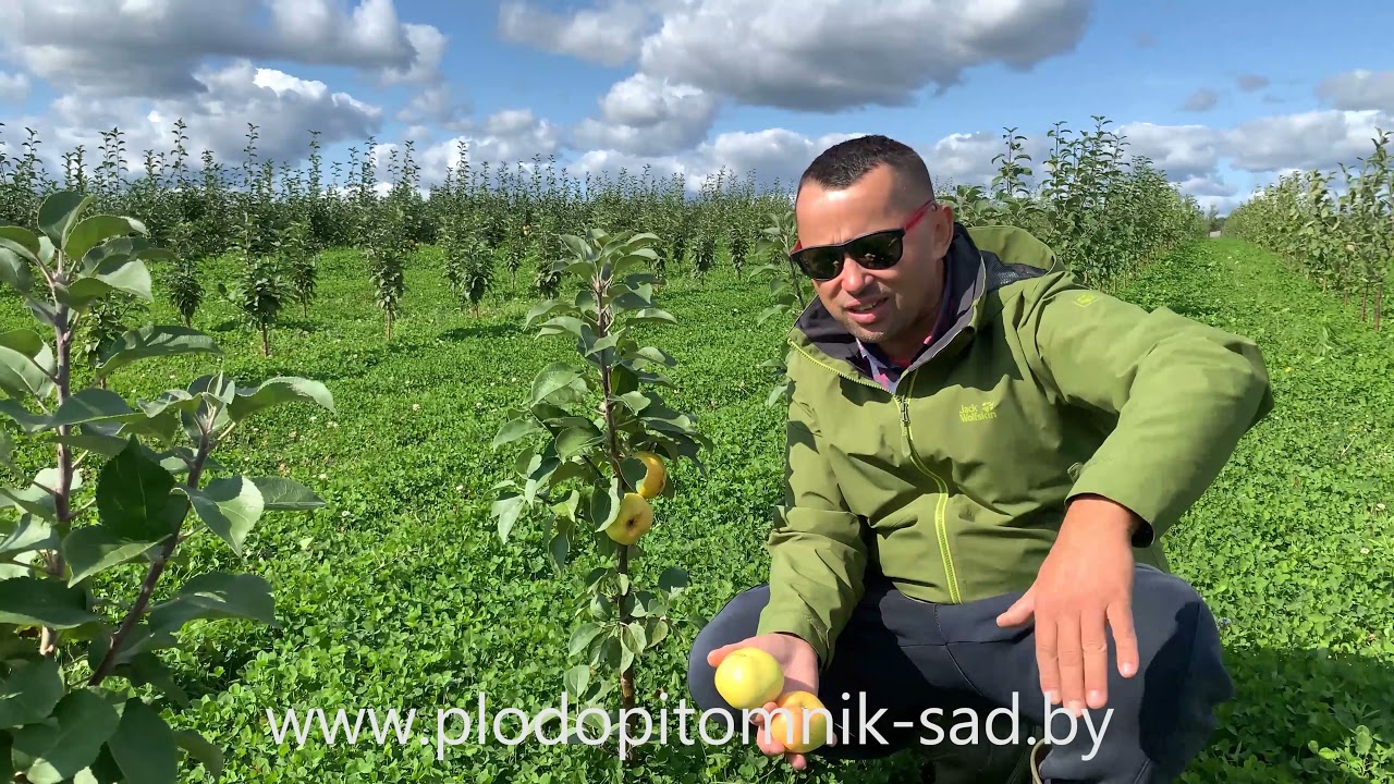 Превью видео