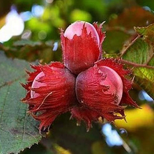 Фундук КРАСНЫЙ ЯНТАРЬ в Речице