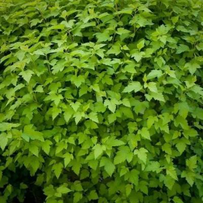 Зеленый в Речице