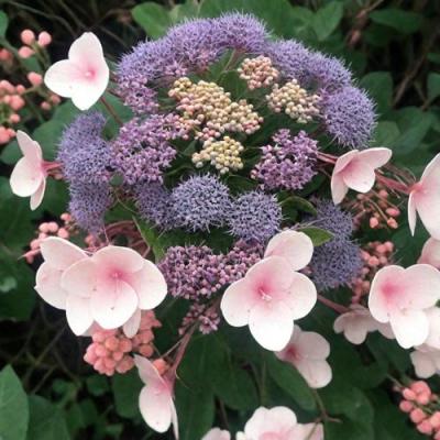 Шершавая в Речице