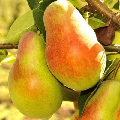 Красавица в Речице