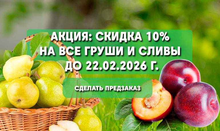 Скидка 10% на все ГРУШИ И СЛИВЫ — только до 22 февраля
