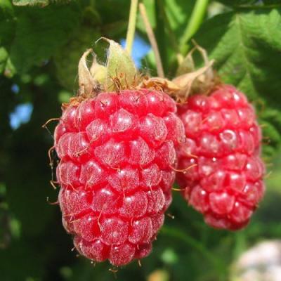 Крупная в Речице