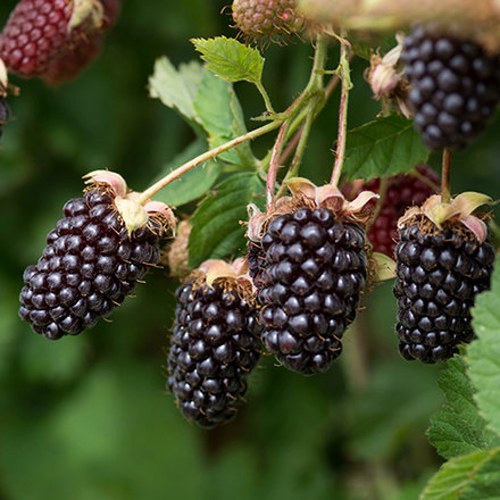 Ежемалина БОЙСЕНБЕРРИ в Речице