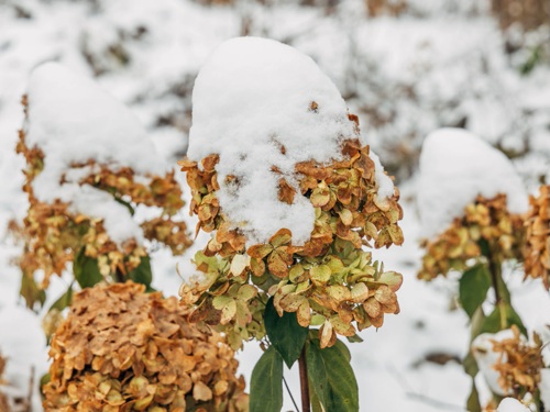 Зимовка гортензий в Беларуси: подготовка к зиме и весенний уход
