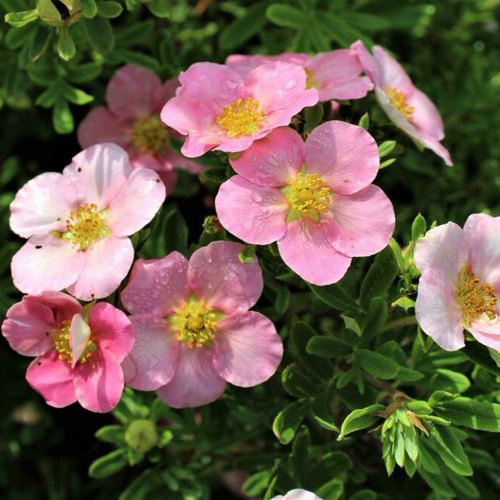 Лапчатка ЛАВЛИ ПИНК кустарниковая в Речице