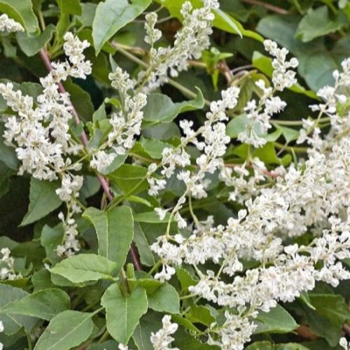 Фаллопия АУБЕРТА в Речице