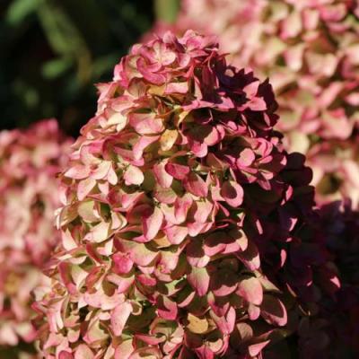 Мэджикал в Речице