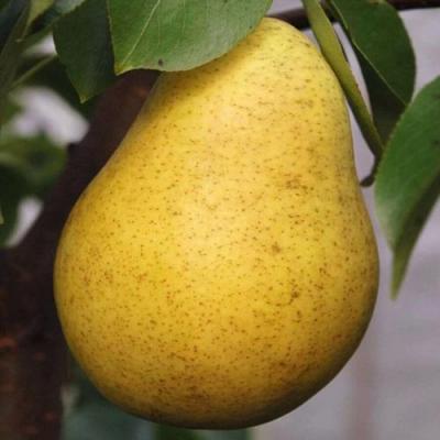 Крупная в Речице