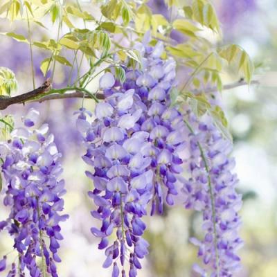 Глициния в Речице