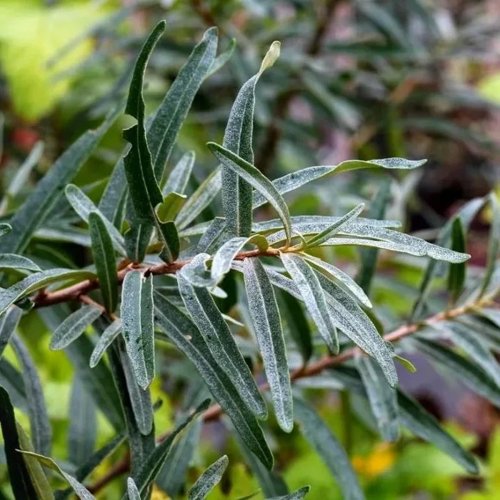 Облепиха АДАМ (МУЖСКАЯ) в Речице