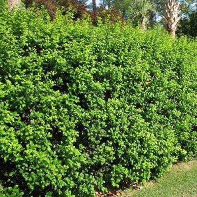 Живая изгородь в Речице