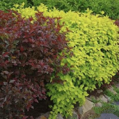 Калинолистный в Речице