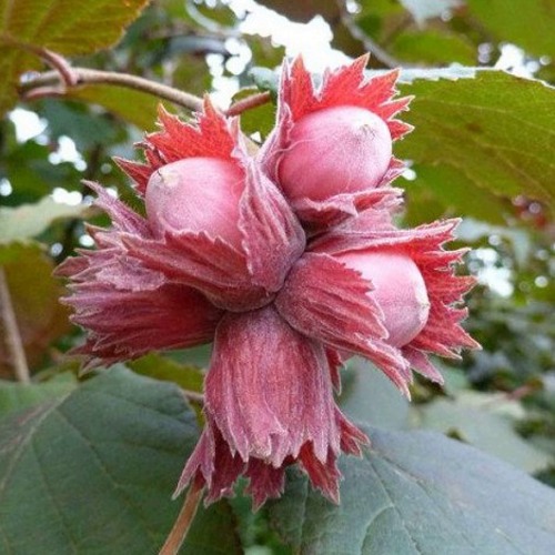 Фундук СКАРЛЕТТ в Речице