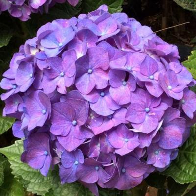 Фиолетовая в Речице