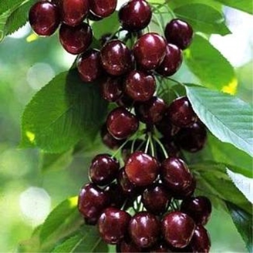 Черешня УДИВИТЕЛЬНАЯ в Речице