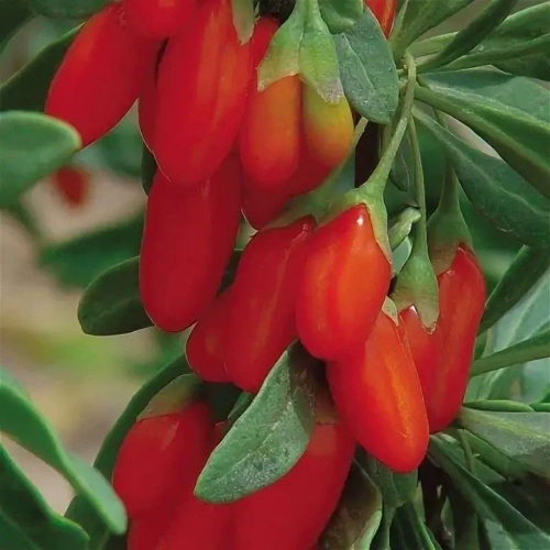 Годжи ВЯЧЕСЛАВ в Речице