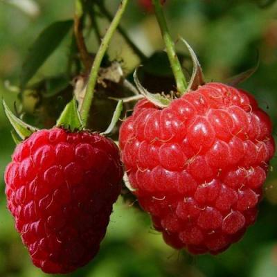 Кустовая в Речице