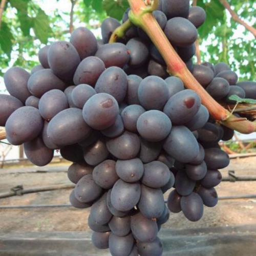 Виноград ПОДАРОК НЕСВЯТАЯ в Речице