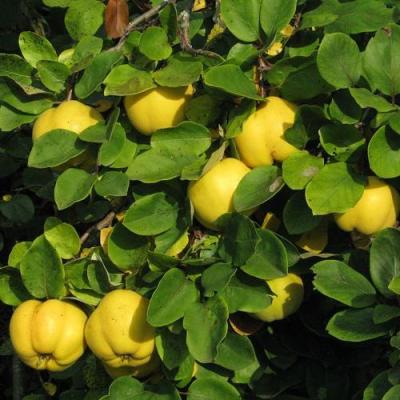 Айва в Речице