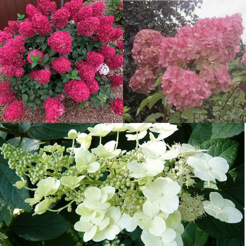 Комплект САД ЭМОЦИЙ в Речице